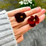 pensée bordeaux angelart (1)