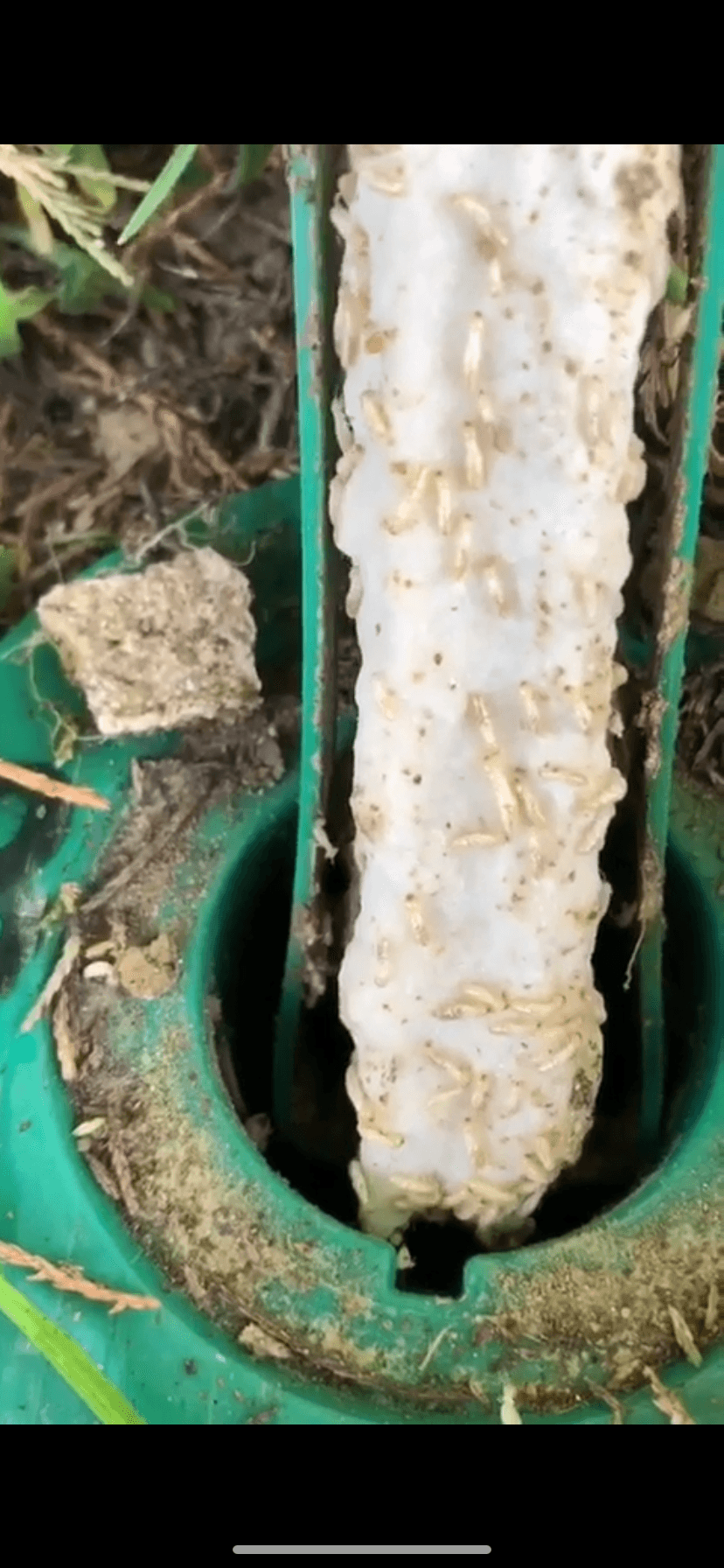 Piège extérieur de surveillance des termites ouvert par Irigaray Traitements : des termites sont visibles sur l'appât