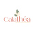 calathea logo rs ok v2.1 1.png